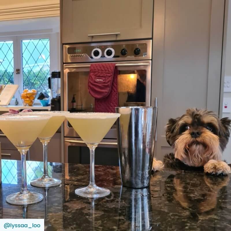 Gimlet cocktails with shaker on kitchen bench with dog
