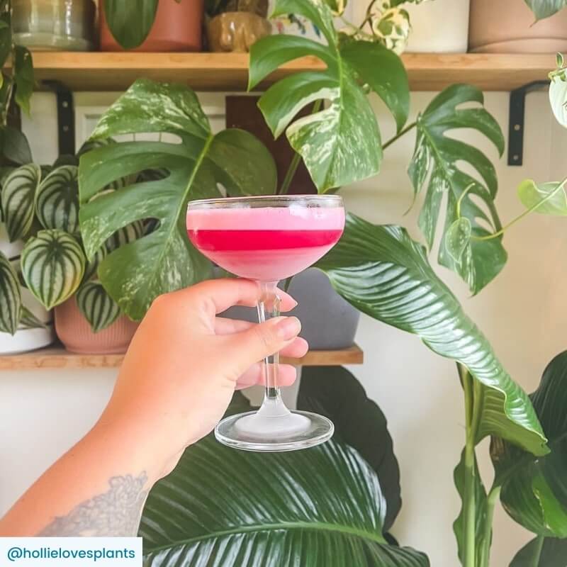Clover Club cocktail in a coupe glass being held in front of plants